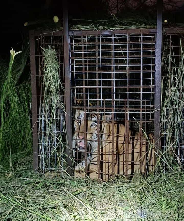 Atrapan al tigre en Reynosa cinco días después