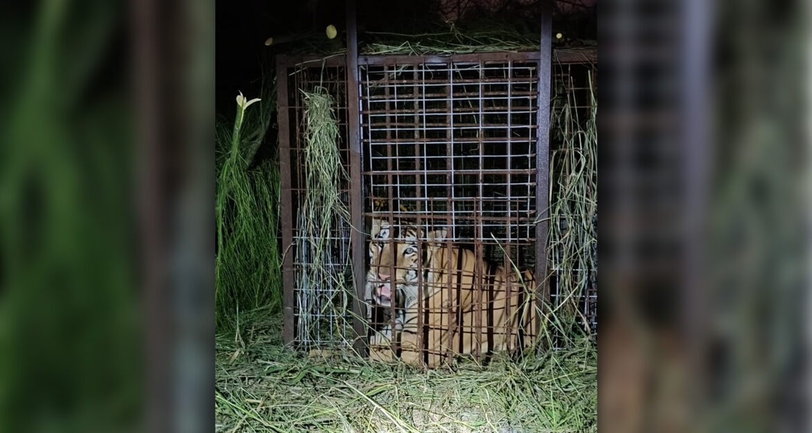 Operativo exitoso del Gobierno de Reynosa captura tigre en área ejidal