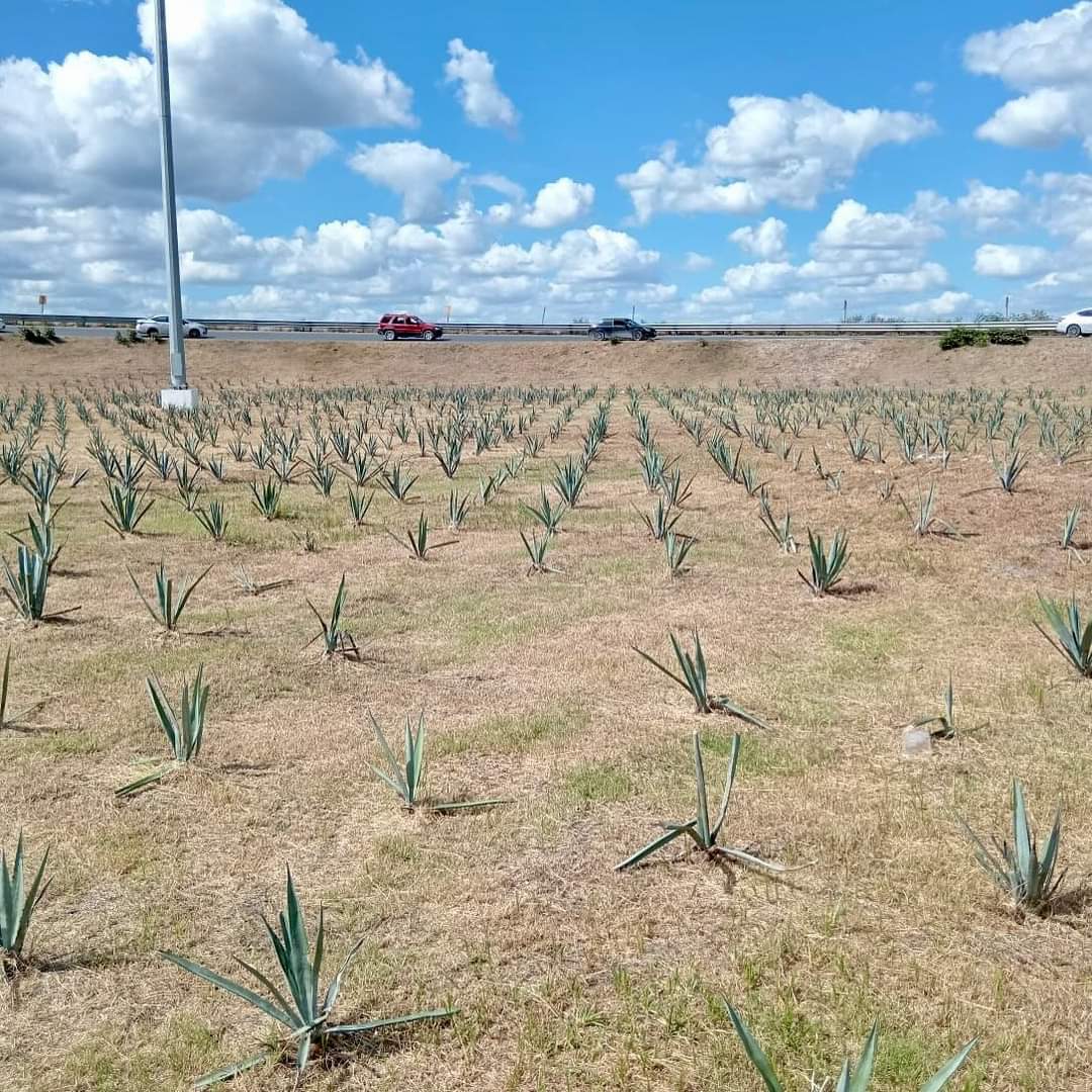 Mejora siembra de agave imagen urbana de Reynosa