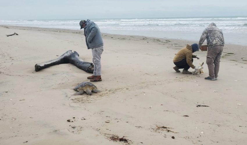 RESCATA COMISIÓN DE PARQUES 40 TORTUGAS VERDES EN PLAYAS