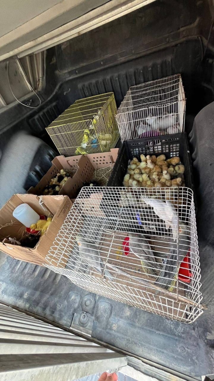 Rescatan animales de venta ilegal en Reynosa