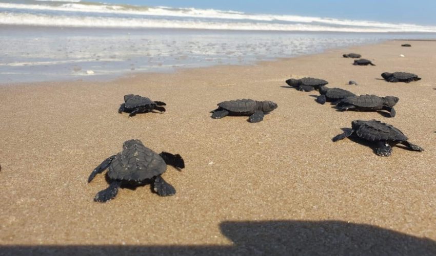 PROYECTARÁN EN TELEVISIÓN LAS MARAVILLAS NATURALES DE TAMAULIPAS: CPBT