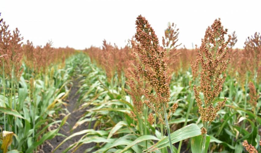 PRODUCTORES DE SORGO TAMAULIPECOS SE BENEFICIARÁN CON LA LEY DE BIOCOMBUSTIBLES